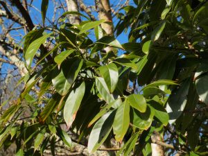 Lithocarpus henryi