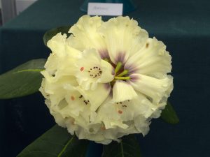 six single flowers of different rhodo species MACABEANUM