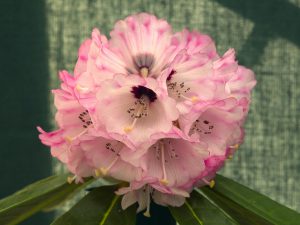 six single flowers of different rhodo species PRAESTANS