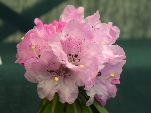 six single flowers of different rhodo species CALOPHYLLUM