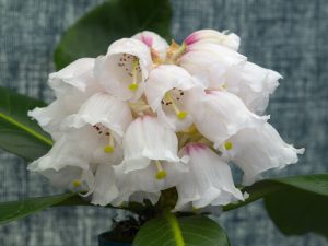six single flowers of different rhodo species SUOILENHENSE