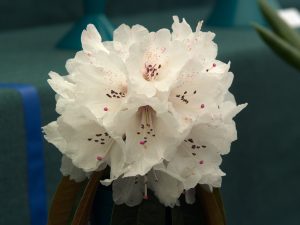six single flowers of different rhodo species CINNAMOMEUM