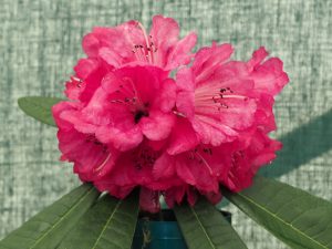 six single flowers of different rhodo species MONTROSEANUM