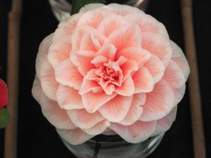 various camellias DIDDYS PINK ORGANDIE