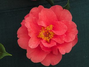 various camellias HOWARD ASPER
