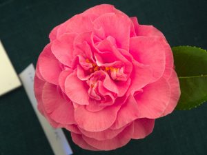 various camellias IN THE PINK