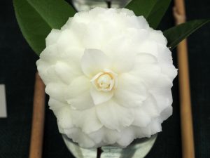 various camellias MATTERHOM