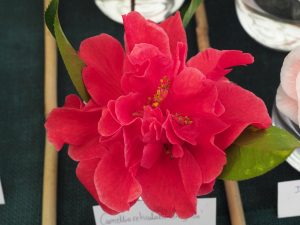 various camellias SHIZITOU