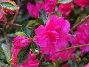 Azalea ‘Gerards Salmon’