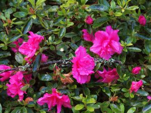 Azalea ‘Gerards Salmon’