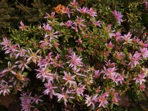 Azalea stenopetalum ‘Linearifolium’
