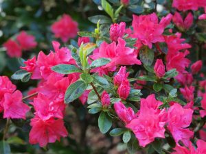 Azalea ‘Salmon Pink Cushion’