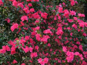 Azalea ‘Salmon Pink Cushion’