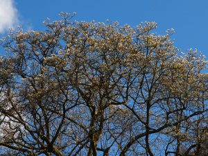 Magnolia x veitchii ‘Isca’ (white)