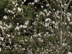 unnamed white magnolia