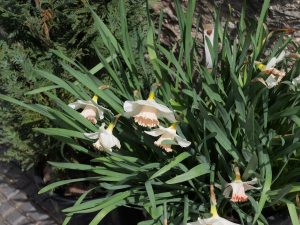 Daffodils in pot