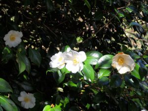 Camellia ‘Francis Hanger’
