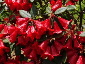 Rhododendron ‘Charles Michael’