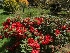 Rhododendron ‘Charles Michael’