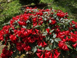 Rhododendron ‘Charles Michael’