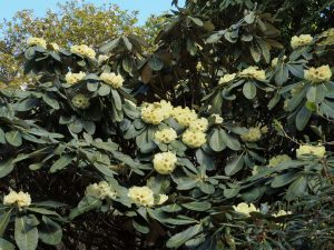 Rhododendron macabeanum