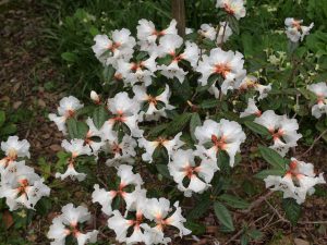 pure Rhododendron edgeworthii