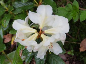 Rhododendron ‘Martha Wright’