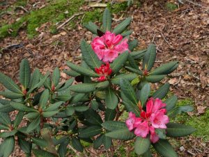 Rhododendron ‘Wine and Roses’