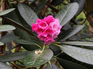 big leafed rhododendron