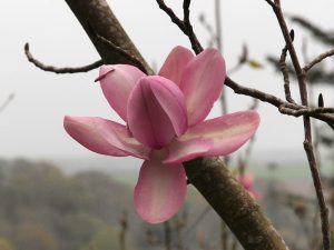 Magnolia campbellii ‘Peter Borlaise’