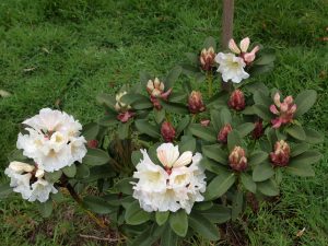 Rhododendron decorum (white form)