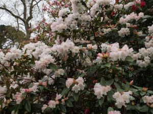 Rhododendron edgworthii x leucaspis