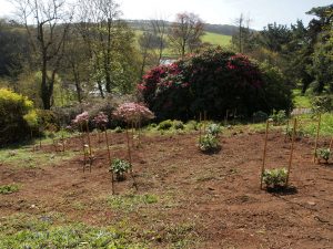 rhododendron planting outside the front gate