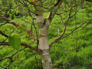 Betula ermarii ‘Greyswood Hill’