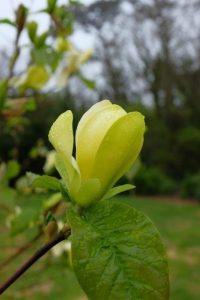 Magnolia 'Swedish Star'