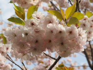 Prunus ‘Ichiyo’