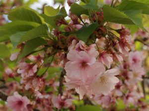 Prunus matsumae – hayazaki