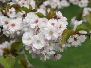 Prunus matsumae – yaemiyams