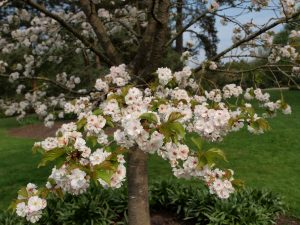 Prunus matsumae – yaemiyams