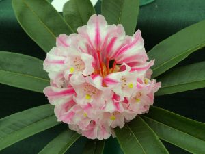 Rhododendron calophytum (a Keith Rushford collection with gorgeous striping – 142)