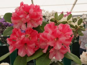 Rhododendron ‘Cornish Cross’
