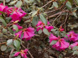 Rhododendron cinnabarinum subsp xanthocodon Purpurellum Group