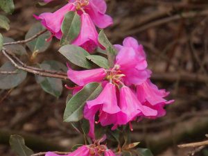Rhododendron cinnabarinum subsp xanthocodon Purpurellum Group