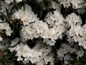 Rhododendron hyperanthum