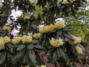 Rhododendron sinofalconeri