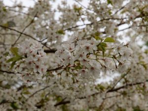 Prunus jo-nioi