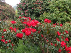 Rhododendron ‘Halfdan Lem’