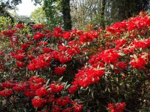 Rhododendron ‘May Day’
