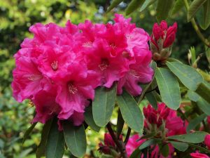Rhododendron Naomi Group