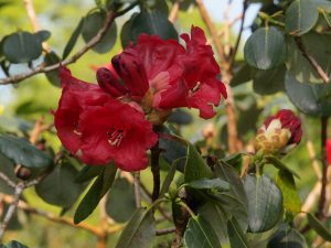 Rhododendron thompsonii
